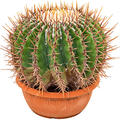 Echinocactus ingens, im 25cm Topf, H�he 25cm, Breite 30cm