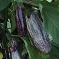 Aubergine Edirne Purple Striped