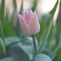 Einfache fr�he Tulpe 'Apricot Beauty', Tulipa 'Apricot Beauty'