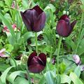 Einfache sp�te Tulpe 'Queen of Night', Tulipa 'Queen of Night' 