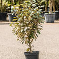 Elaeagnus ebbingei, Busch, im 19cm Topf, H�he 75cm, Breite 40cm