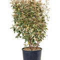 Elaeagnus ebbingei 'Viveleg', Busch, im 32cm Topf, H�he 115cm, Breite 55cm