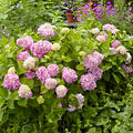 Hortensie Endless Summer� rosa
