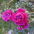 Englische Rose 'James L. Austin�', Rosa 'James L. Austin�'