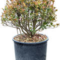 Enkianthus perulatus (50-70), Kugel, im 30cm Topf, H�he 60cm, Breite 45cm