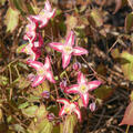 Epimedium rubrum 'Galadriel'