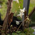 Epimedium x youngianum 'Niveum', Epimedium x youngianum 'Niveum'