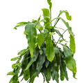 Epiphyllum oxypeltatum, Ampel, im 25cm Topf, H�he 50cm, Breite 60cm