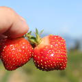 Typ. Form - Erdbeere Parfum Fraisibelle�