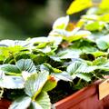 Erdbeere 'Snow White', Fragaria x ananassa