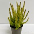 Baumheide 'Albert's Gold'