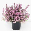 Winterbl�hende Heide 'Darley Dale'