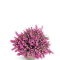 Winterbl�hende Heide 'Kramer's Rote'