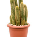 Espostoa (Vatricania) guentheri, im 20cm Topf, H�he 15cm, Breite 40cm