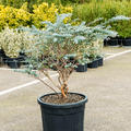 Eucalyptus gunnii 'Nano', Stamm, im 50cm Topf, H�he 120cm, Breite 75cm