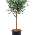 Eucalyptus gunnii, Stamm, im 30cm Topf, H�he 110cm, Breite 45cm