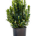 Euonymus jap. 'Paloma Blanca', Busch, im 24cm Topf, H�he 75cm, Breite 30cm