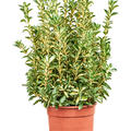 Euonymus japonicus 'Luna Gold', Busch, im 24cm Topf, H�he 70cm, Breite 35cm