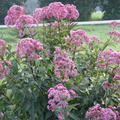 Eupatorium fistulosum 'Atropurpureum'