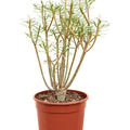 Euphorbia balsamifera, Verzweigt, im 17cm Topf, H�he 40cm, Breite 25cm