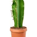 Euphorbia ingens 'Curly', Stamm, im 24cm Topf, H�he 70cm, Breite 25cm