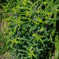 Euphorbia lathyris