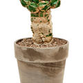 Euphorbia makallensis, Verzweigt, H�he 45cm, Breite 25cm