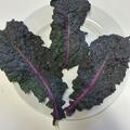 Everkale, Palmy Lilly, Kohl, Brassica, Gem�se (Bra-ol 23)