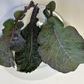 Everkale, Running Blush, Kohl, Brassica, Gem�se (Bra-ol 38)