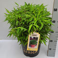Gartenbambus 'Moontears�' (EU-S)