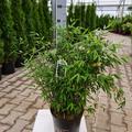 Gartenbambus 'Malachite Monkeys�' (EU-S)