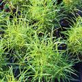 Rhamnus frangula Fine Line Faulbaum