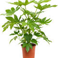 Fatsia japonica, Tuff, im 19cm Topf, H�he 55cm, Breite 50cm