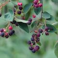 Felsenbirne, einheimische Felsenbirne, Amelanchier ovalis