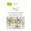 Gew�rzfenchel, S�sser Fenchel (ein- oder mehrj�hrig)