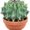 Ferocactus schwarzii, Kugel, im 17cm Topf, H�he 18cm, Breite 18cm