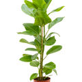 Ficus altissima 'Yellow Gem', Tuff, im 21cm Topf, H�he 95cm, Breite 45cm