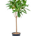 Ficus america 'Tresor', Stamm, im 30cm Topf, H�he 150cm, Breite 80cm