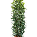 Ficus amstel king, S�ule 180, im 31cm Topf, H�he 160cm, Breite 60cm
