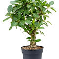 Ficus benghalensis 'Audrey', Verzweigt, im 40cm Topf, H�he 110cm, Breite 85cm