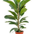 Ficus benghalensis 'Roy', Tuff, im 21cm Topf, H�he 90cm, Breite 50cm