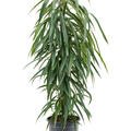 Ficus binnendijkii 'Alii', Tuff, im 21cm Topf, H�he 90cm, Breite 40cm