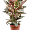 Ficus elastica 'Belize', Tuff, im 24cm Topf, H�he 75cm, Breite 45cm