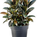 Ficus elastica 'Melany', Busch, im 30cm Topf, H�he 75cm, Breite 65cm