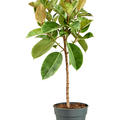 Ficus elastica 'Shivereana Moonshine', Stamm, im 30cm Topf, H�he 140cm, Breite 55cm