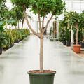 Ficus microcarpa 'Moclame' (150-180), Verzweigt/Multi krone, im 45cm Topf, H�he 165cm, Breite 80cm