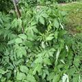 Filipendula ulmaria, Filipendula ulmaria