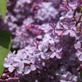 Flieder, Edelflieder 'Amethyst'