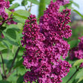 Syringa vulgaris 'Andenken an Ludwig Sp�th' XXL Pflanze