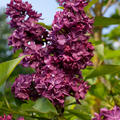 Syringa vulgaris 'Charles Joly' XXL Pflanze